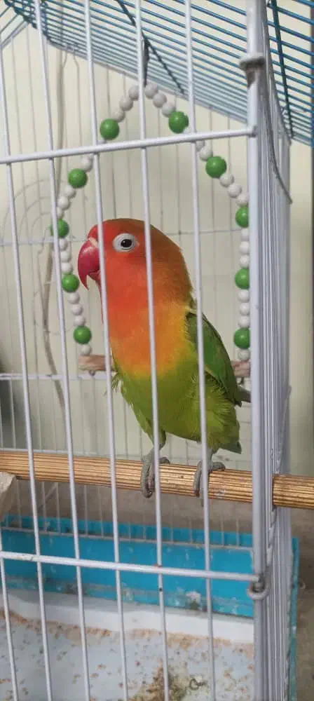 طوطی بریزیلی|پرنده|رشت, دیانتی|دیوار