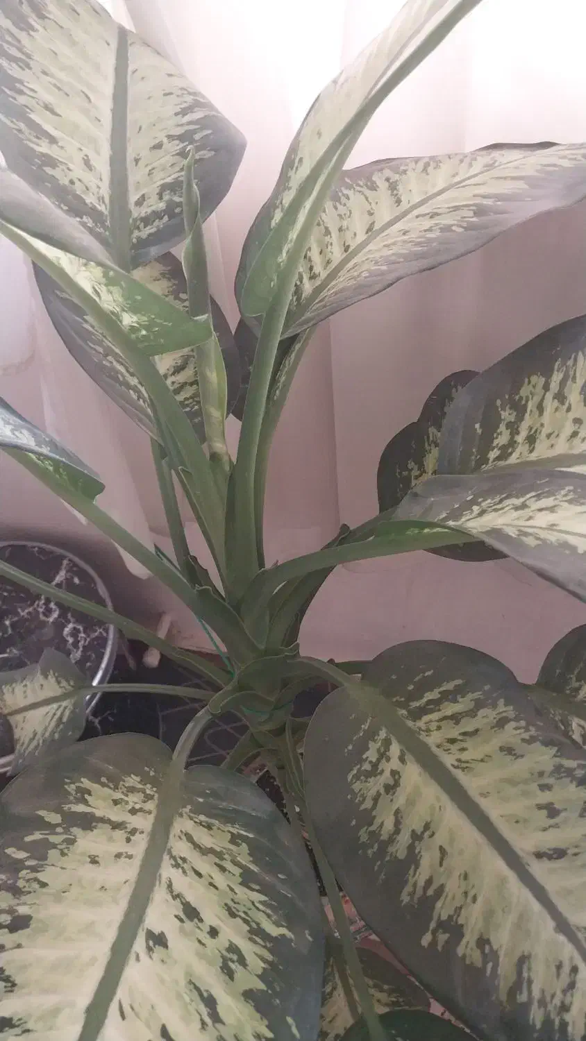 گل دیفن|گل و گیاه طبیعی|دماوند, دماوند|دیوار