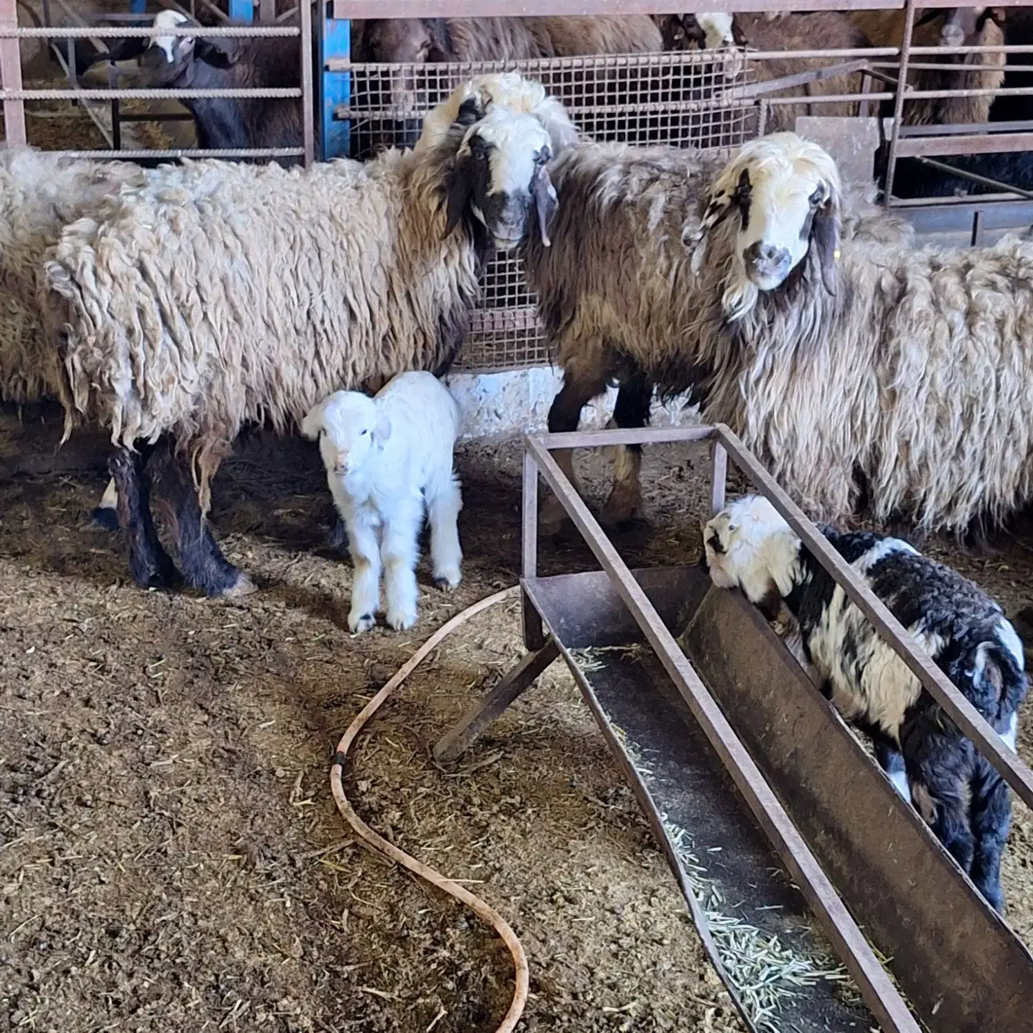 4راس میش جوان|حیوانات مزرعه|مرودشت, نقش رستم|دیوار