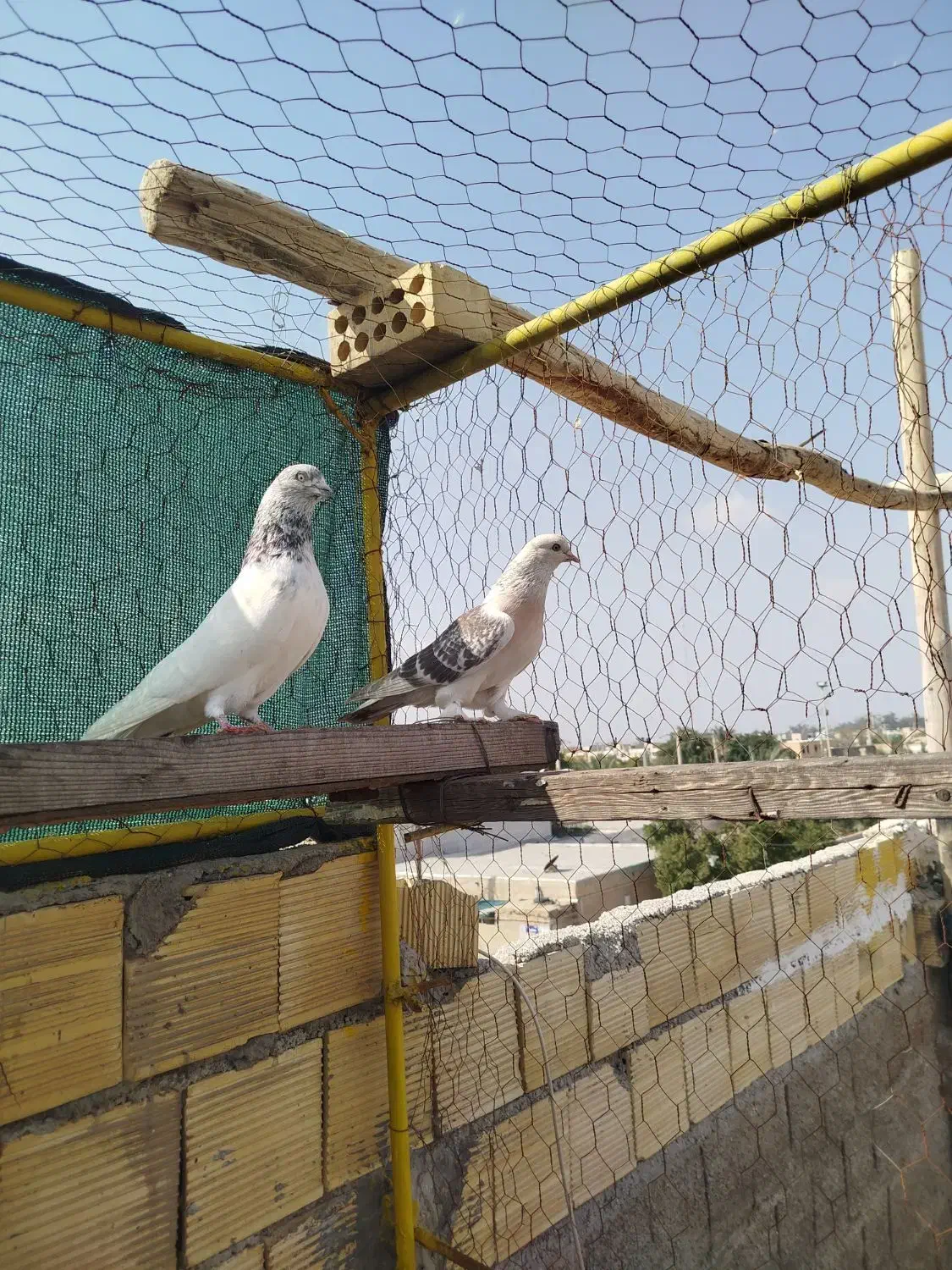 کبوتر|پرنده|چمران, |دیوار