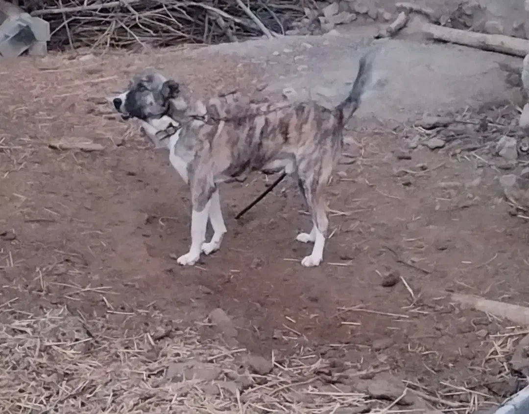 واگذاری سک گله اصیل، آماده نگهبانی|سگ|مشهد, نظام دوست|دیوار