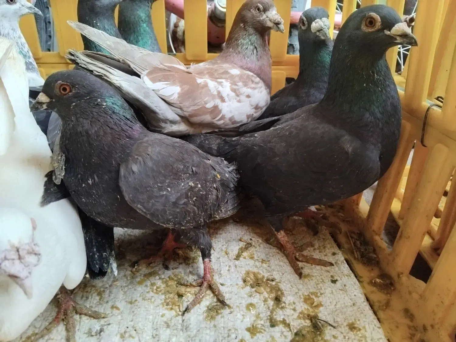 کبوتر افغان|حراج|میانه, |دیوار