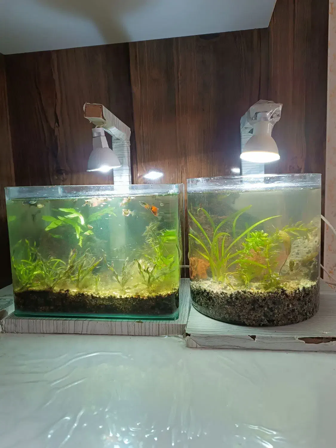 آکواریوم پلنت باماهی|ماهی|سلماس, |دیوار