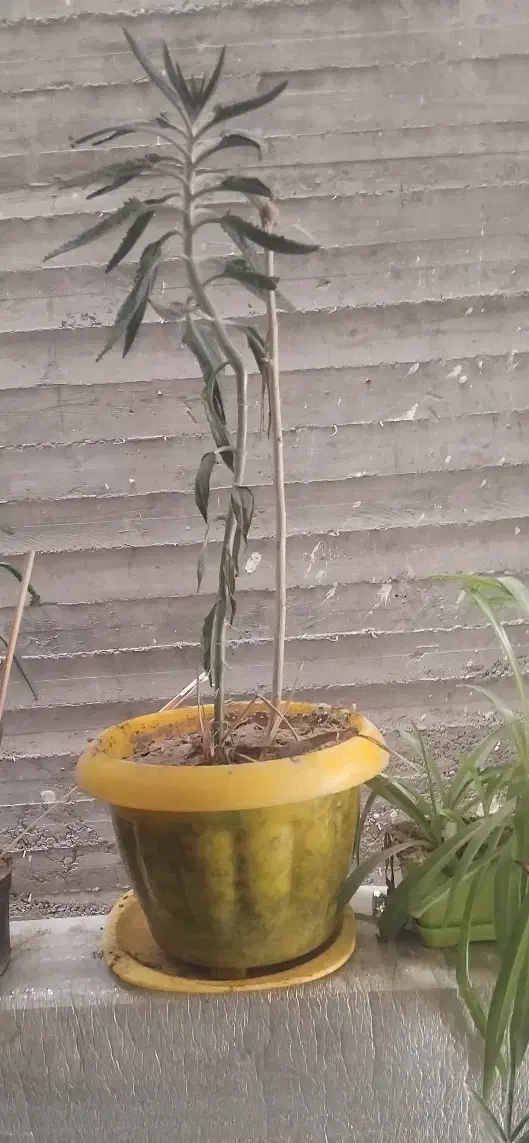 گلهای آپارتمانی زیبا بزرگ با گلدان|گل و گیاه طبیعی|گلبهار, شهر جدید گلبهار|دیوار