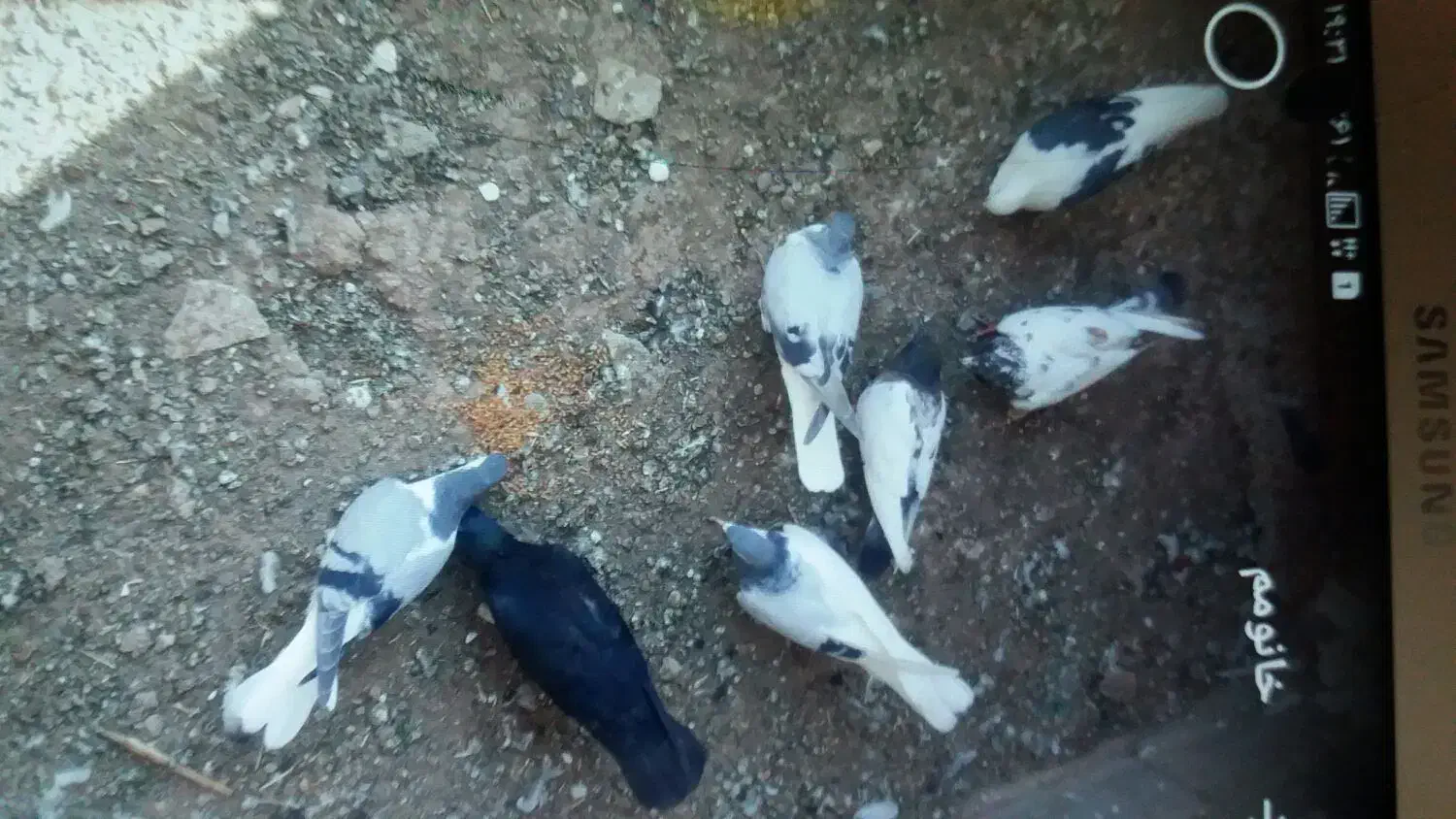 کفتر رنگی پرشی|پرنده|تاکستان, |دیوار