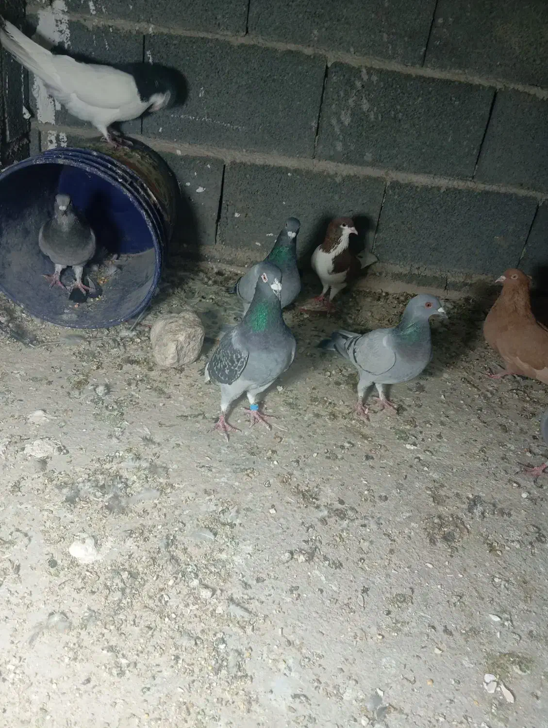 یه سبز با یه ابلغ کوهی|پرنده|کوهمره, |دیوار