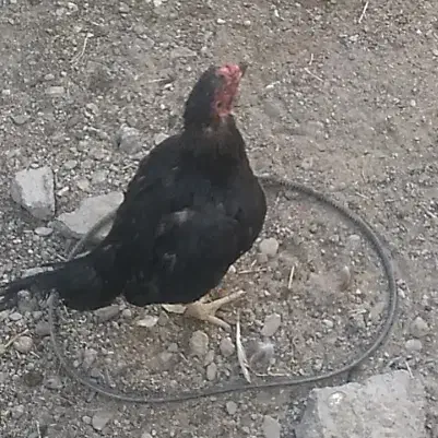 ماکیان ترک اصیل نصل بالا|حیوانات مزرعه|سیب و سوران, |دیوار