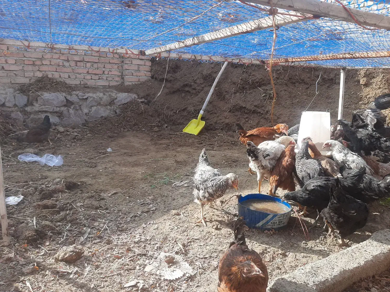 مرغ ،خروس،فریح،بهچه،|حیوانات مزرعه|نوشین شهر, |دیوار