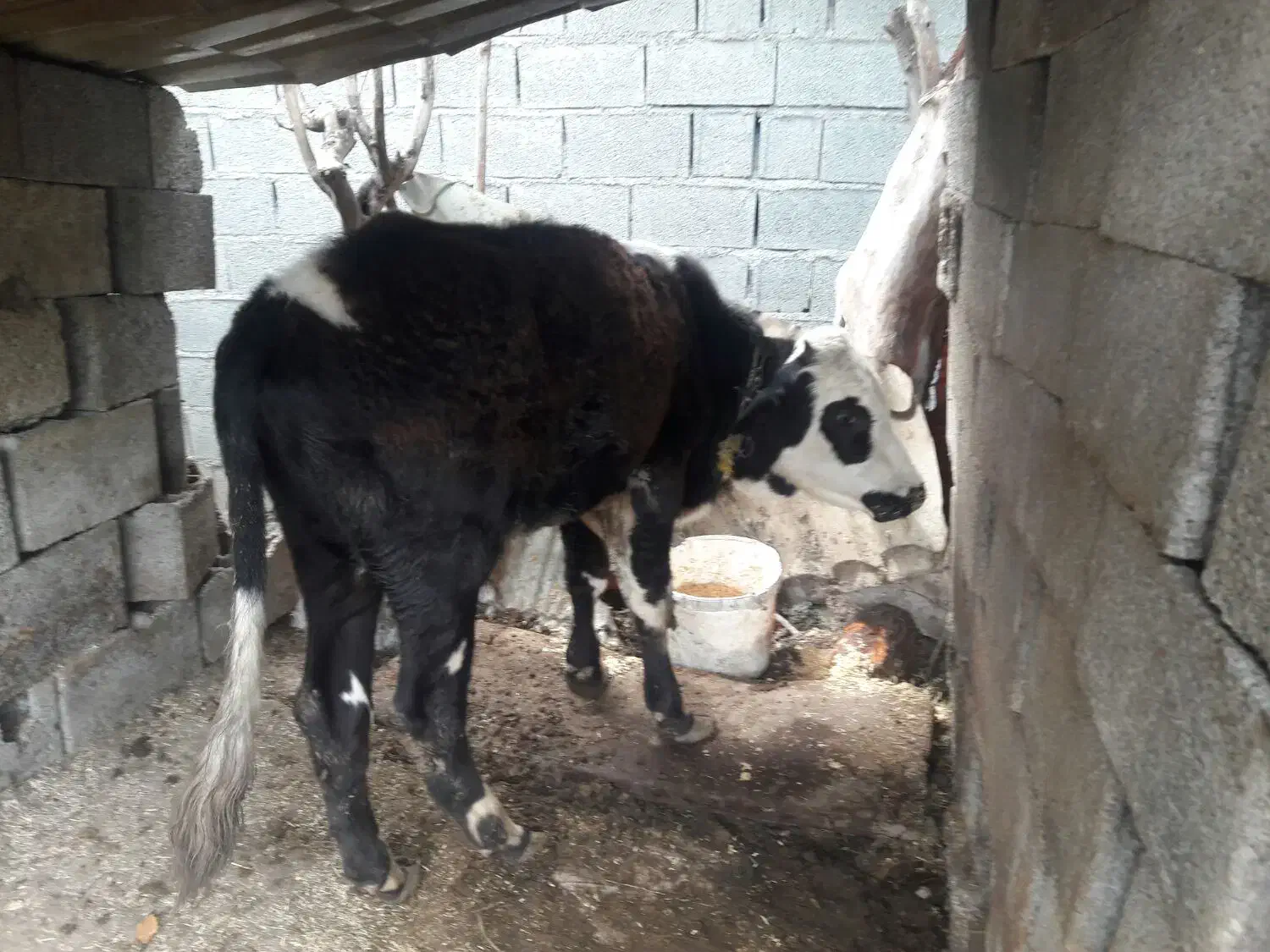 گاومحلی به همرا گوساله دورگ|حیوانات مزرعه|تنکابن, |دیوار