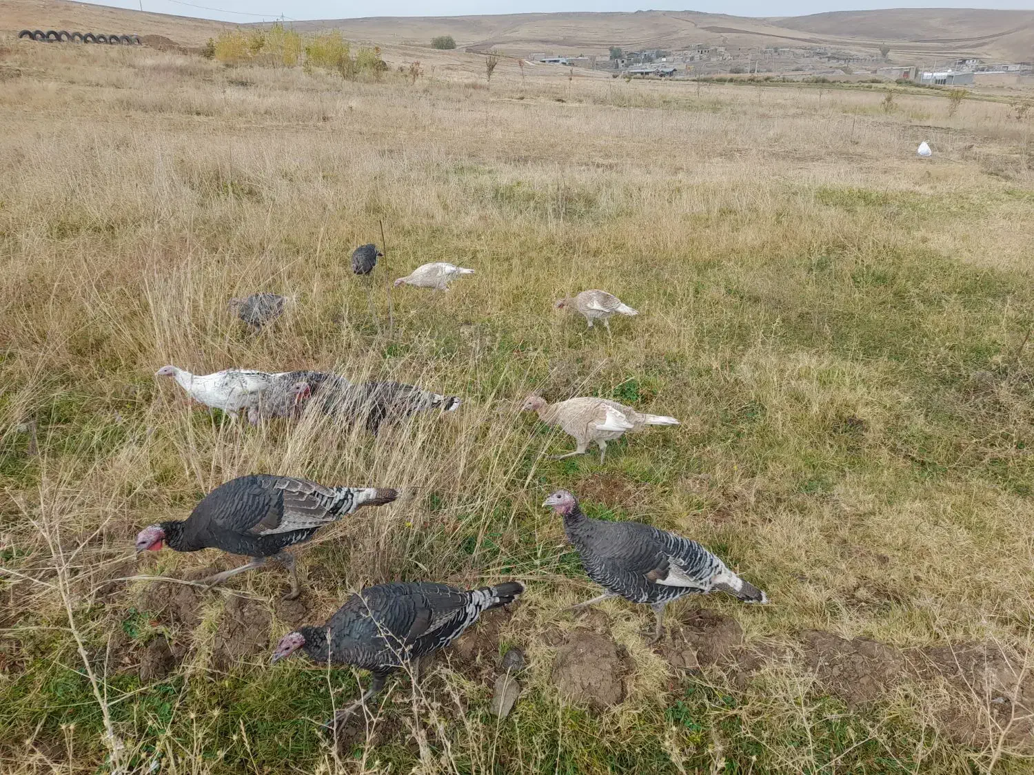 بوقلمون|حیوانات مزرعه|بروجرد, |دیوار