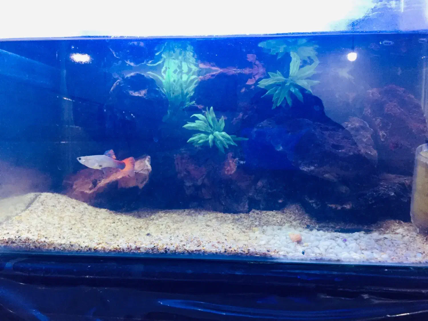 آکواریم دکور شده|ماهی|داراب, |دیوار