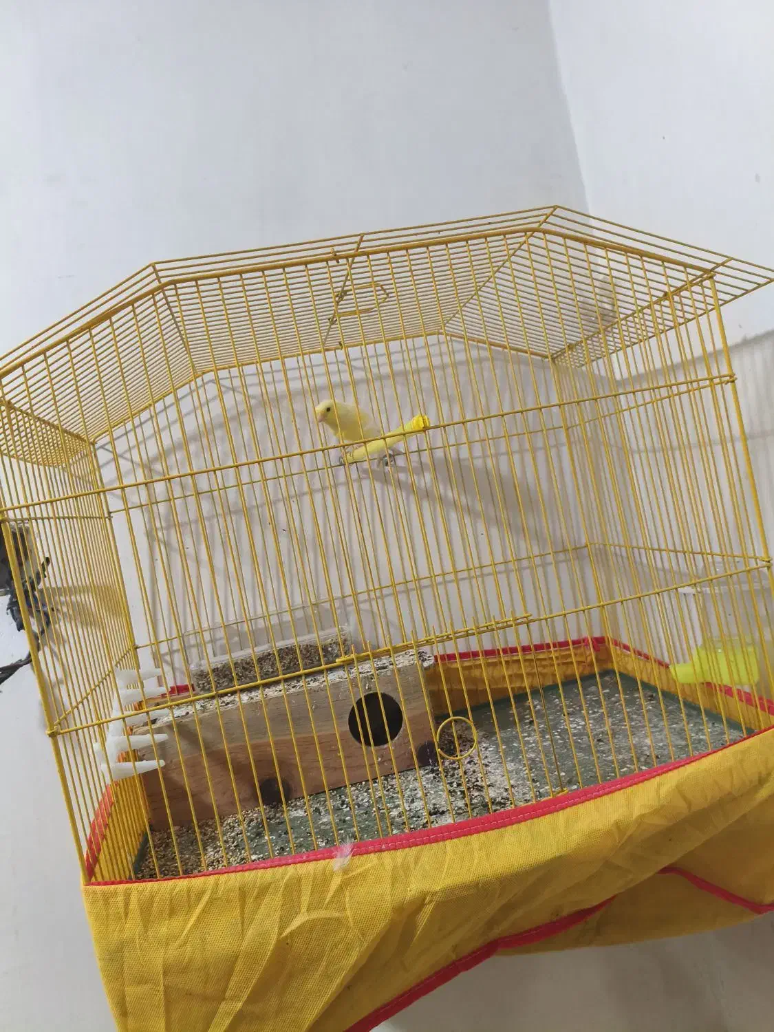 سلام قناری نر جون توپرریزی هستش قیمت توافقی|پرنده|کاکی, |دیوار