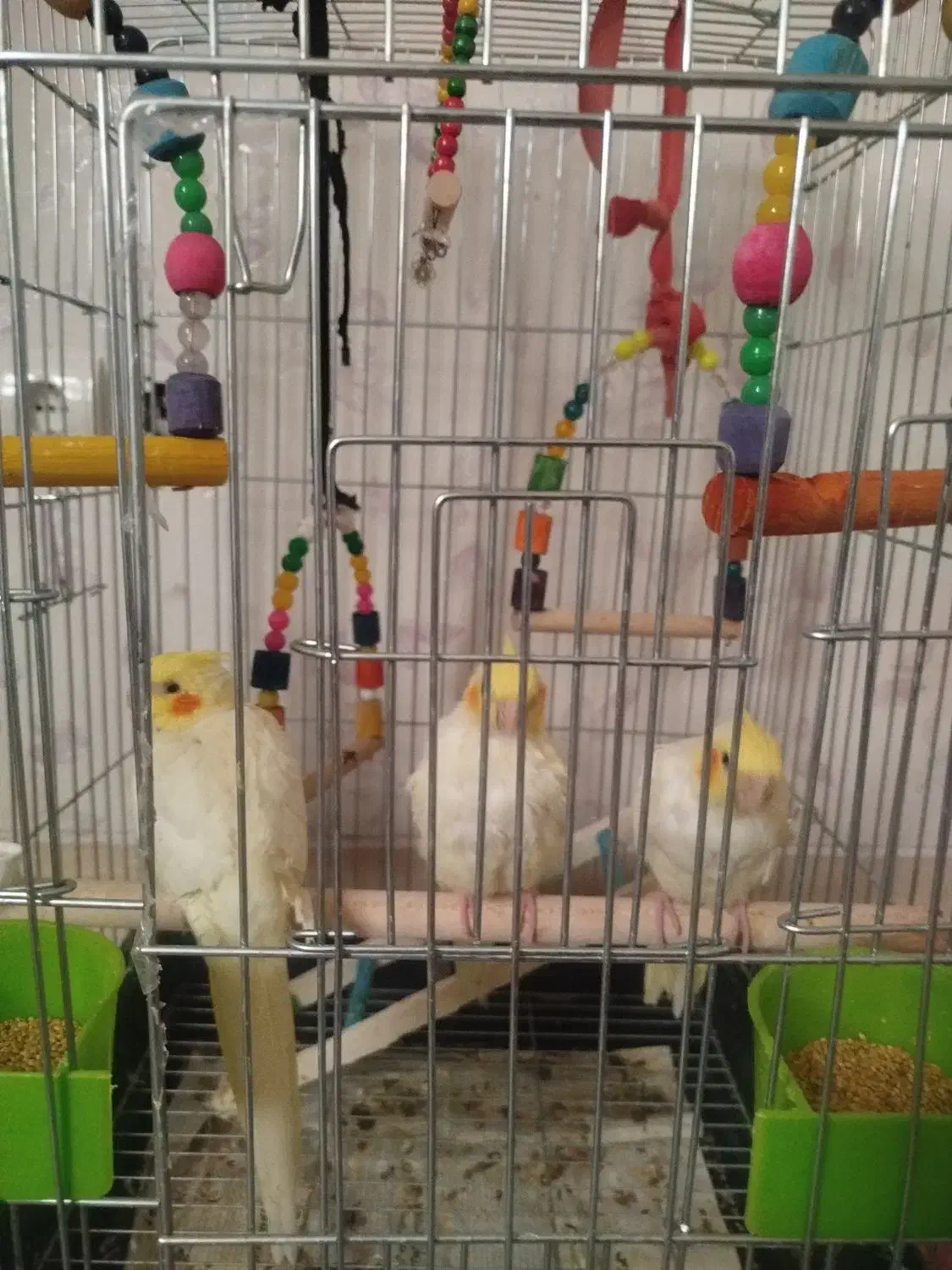 عروس هلندی دستی|پرنده|شیراز, تندگویان|دیوار