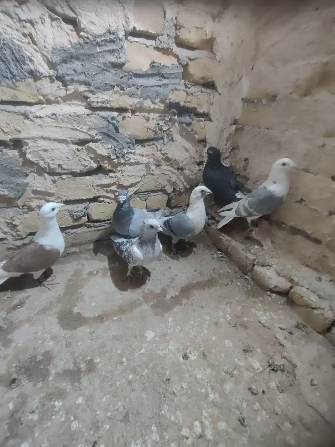 شش‌تاگفترپشتارترک‌داردرجه‌یک‌‌پرشی|پرنده|تربت‌حیدریه, چهارراه خواف|دیوار