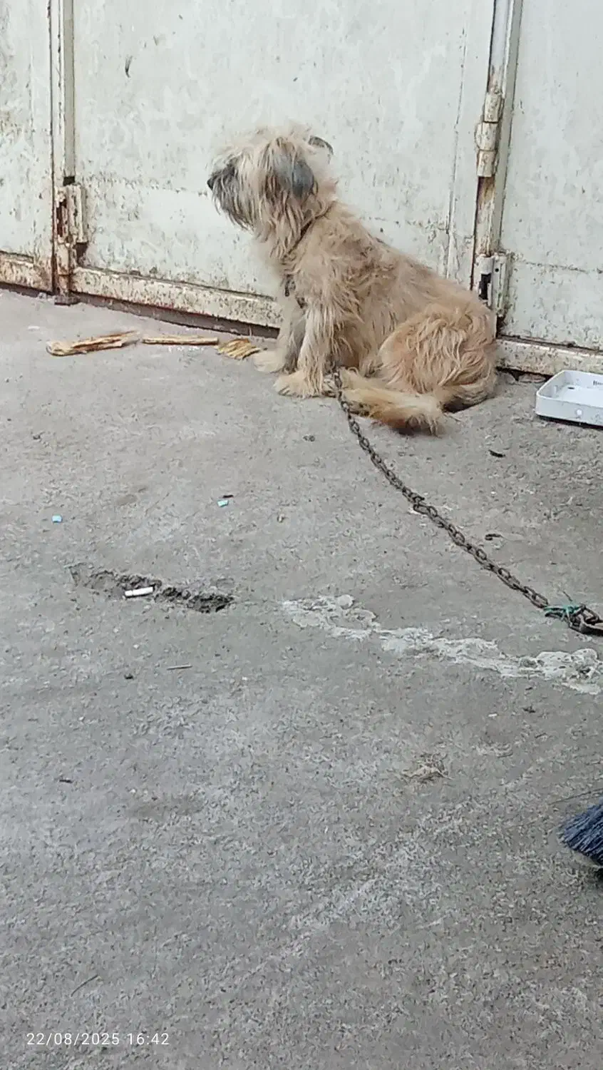 فروش سگ|سگ|آستانه اشرفیه, |دیوار