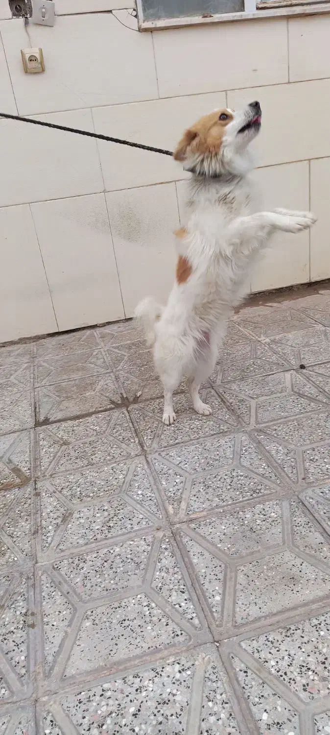 سگ پاپی|سگ|تربت‌حیدریه, منظر|دیوار