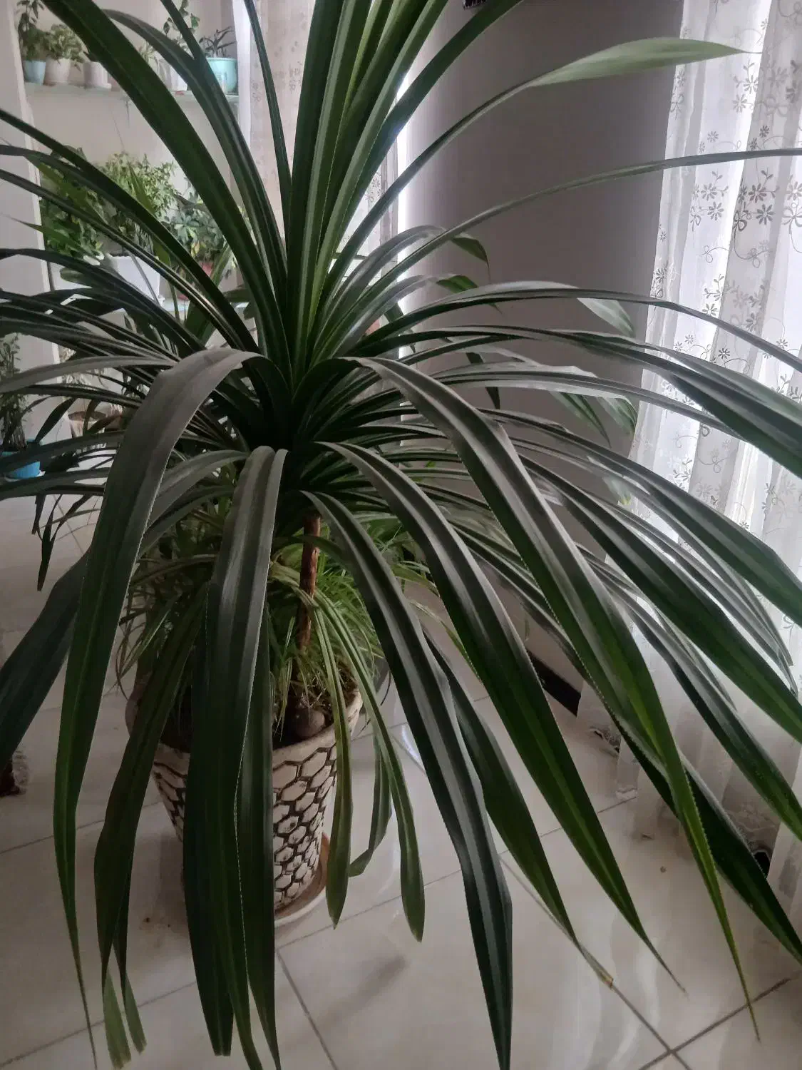 گل پاندانوس|گل و گیاه طبیعی|کرج, باغستان|دیوار