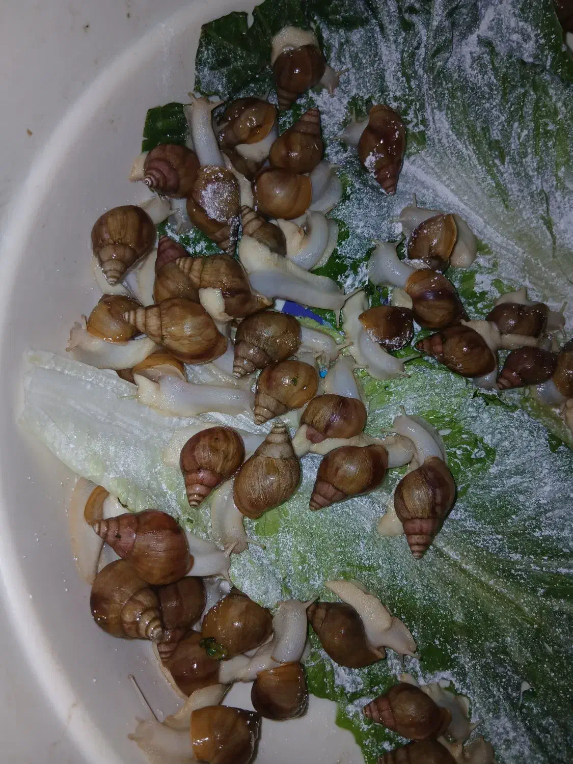 حلزون|خزنده|مشهد, رده|دیوار