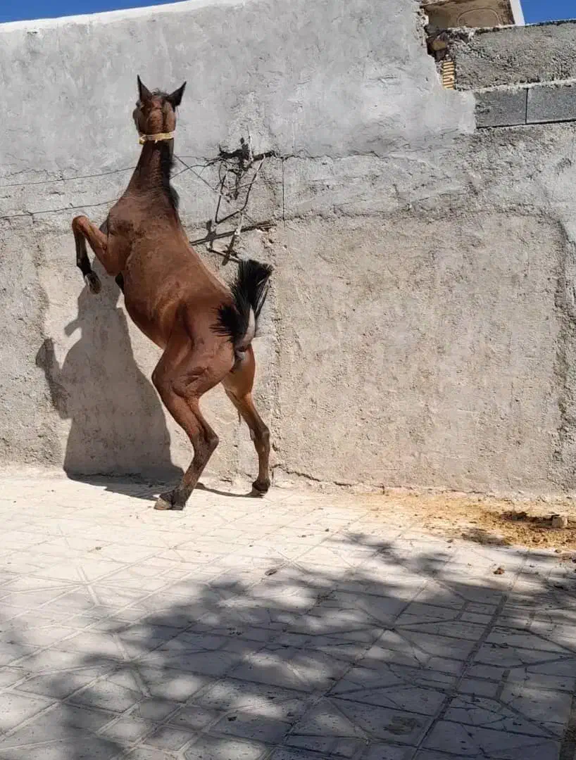 کره نریون خالص دره شور|اسب و تجهیزات اسبسواری|پاسارگاد, |دیوار