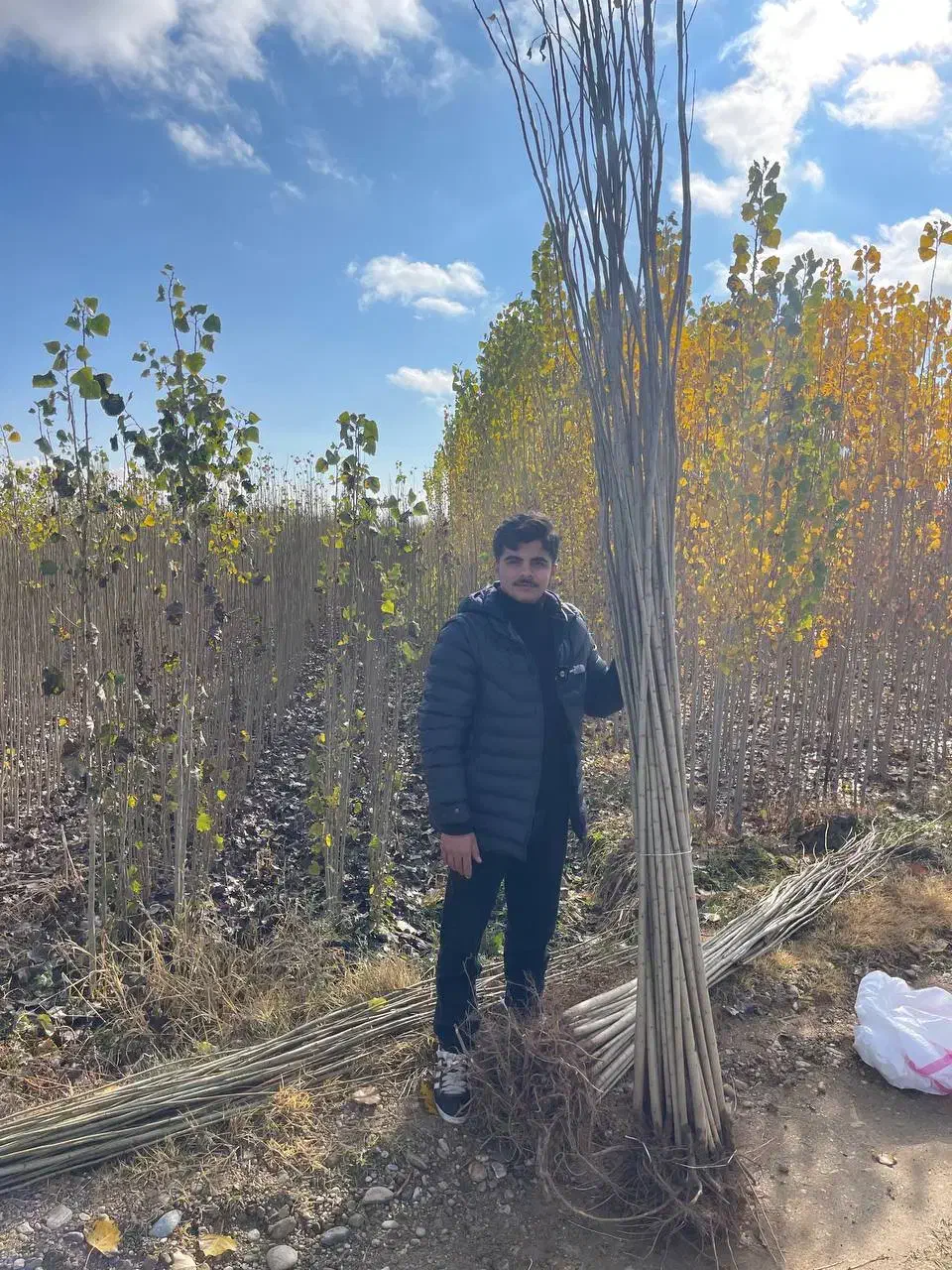 صنوبر|گل و گیاه طبیعی|سلماس, |دیوار