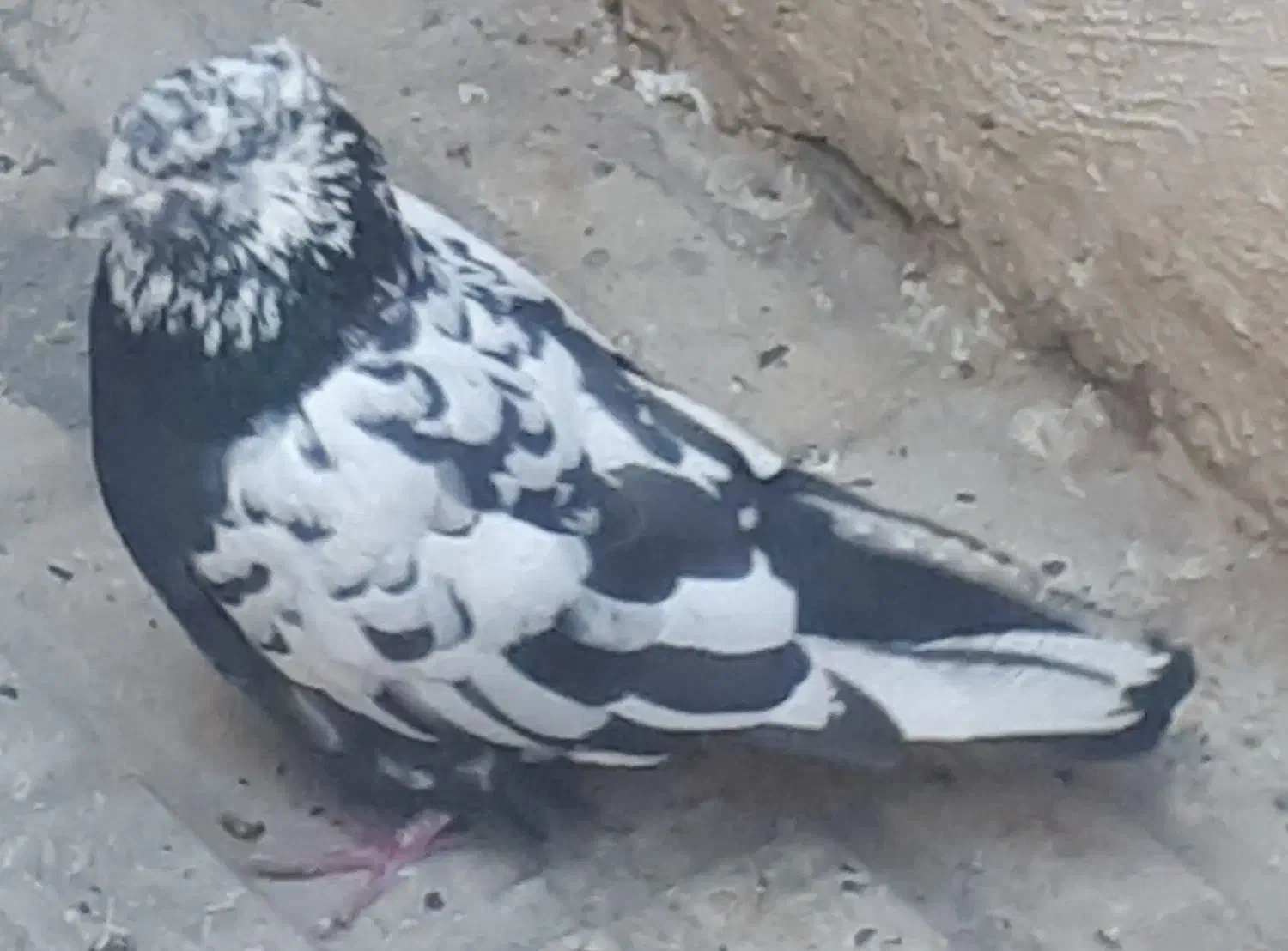 کفتر|پرنده|اراک, |دیوار