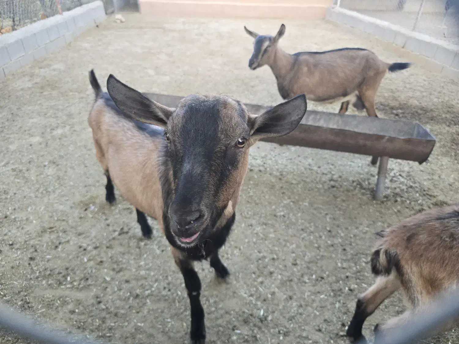 کولار ،نر بز آلپاین|حیوانات مزرعه|زرقان, |دیوار