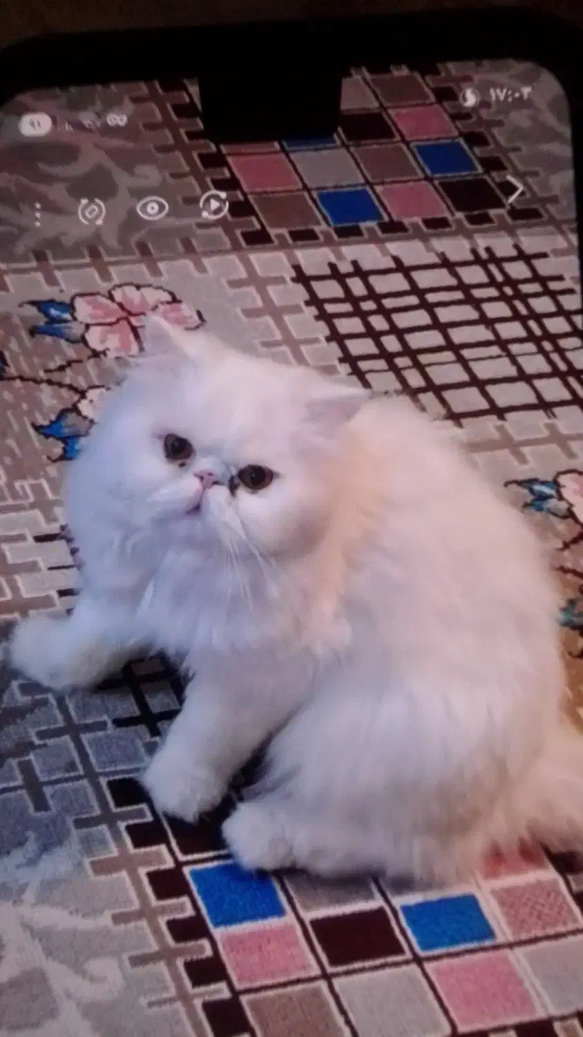 گربه خانگی نژاددار|گربه|سامان, |دیوار