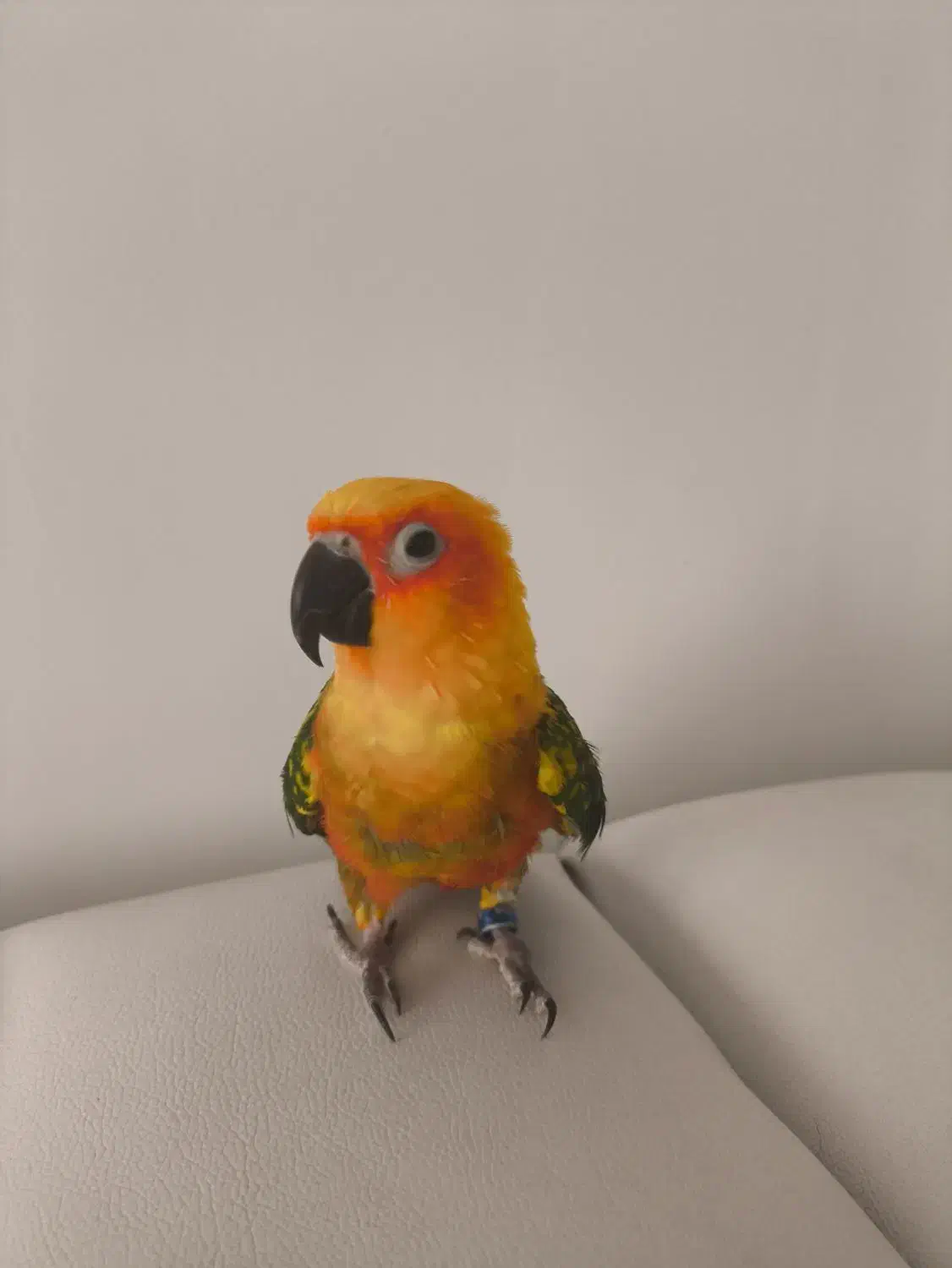 طوطی خورشیدی  سان کانوز|پرنده|قم, زینبیه|دیوار