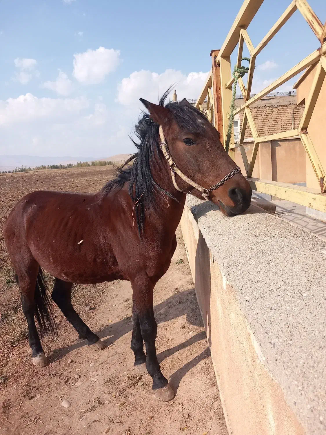 فروشی|اسب و تجهیزات اسب‌سواری|صومای برادوست, |دیوار