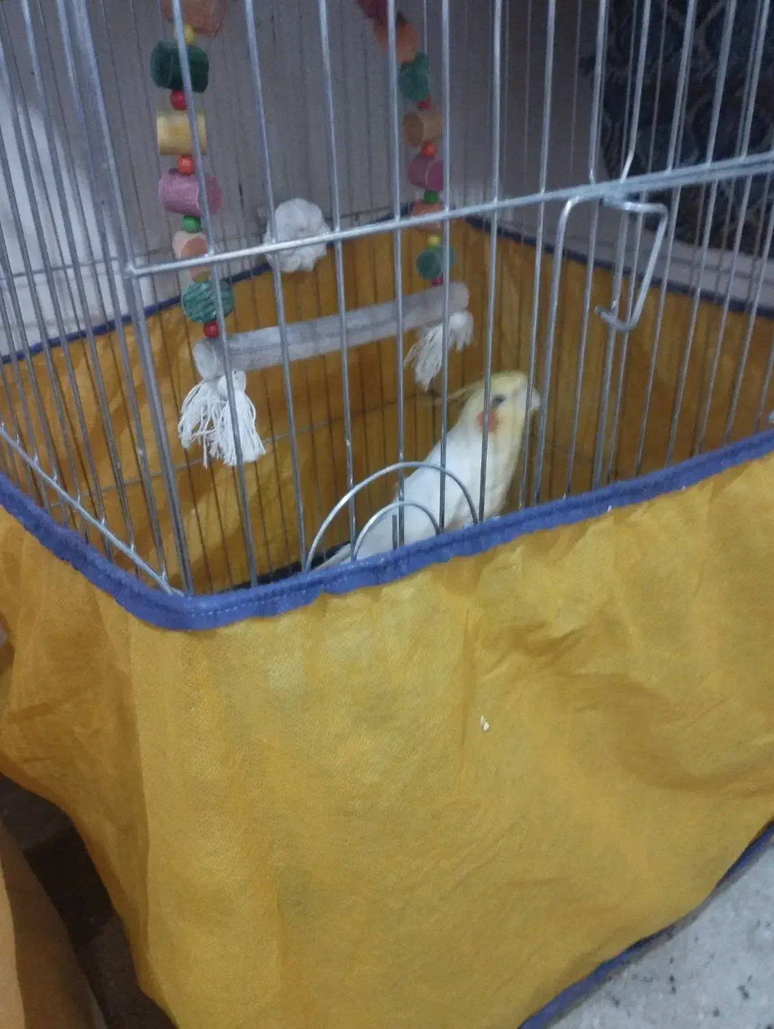 عروس هلندی سخنگو|پرنده|اسلام‌‌آباد غرب, |دیوار