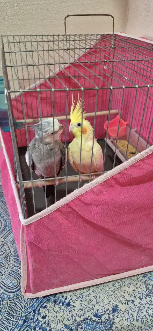 عروس هلندی مولد|پرنده|فولادشهر, C2|دیوار