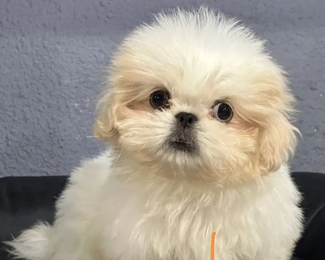 حیوان خانگی توله شیتسو|سگ|خرم‌آباد, |دیوار