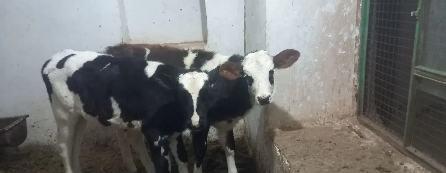 گوساله و گاوشیری|حیوانات مزرعه|باشتین, |دیوار