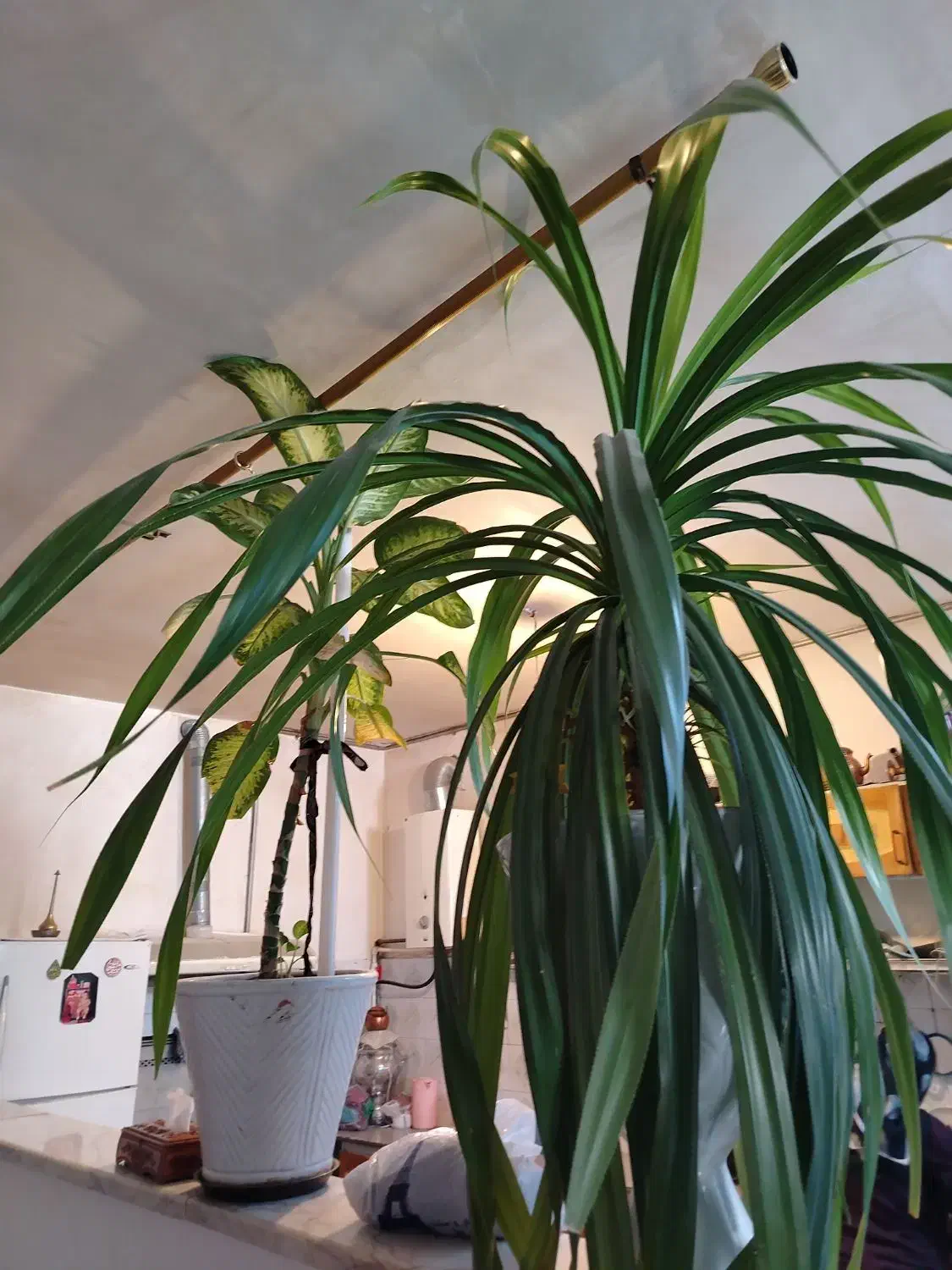 گل بسیارزیبا بزرگ پاندانوس|گل و گیاه طبیعی|سبزوار, باهنر|دیوار