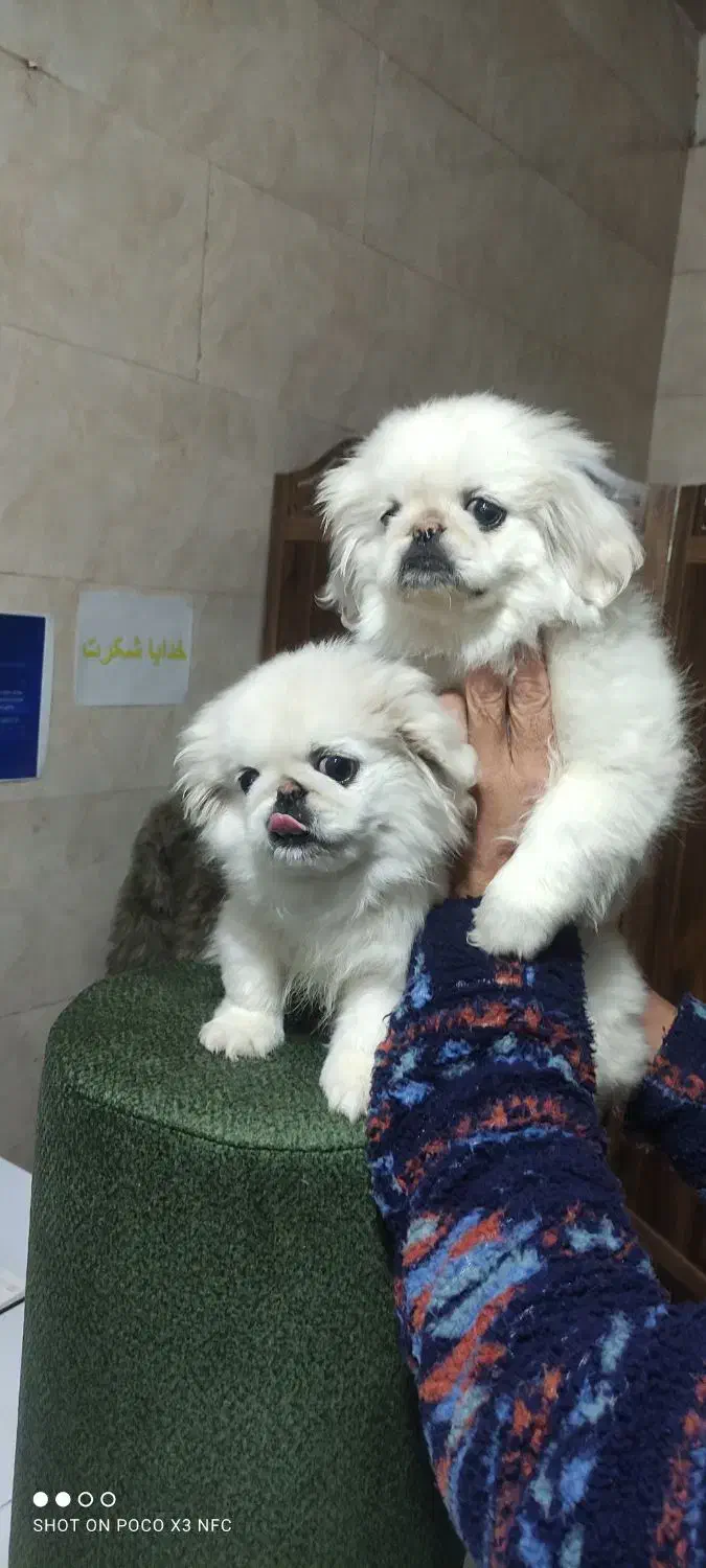 توله سگ پیکینیز امپریال|سگ|چهاردانگه (تهران), |دیوار