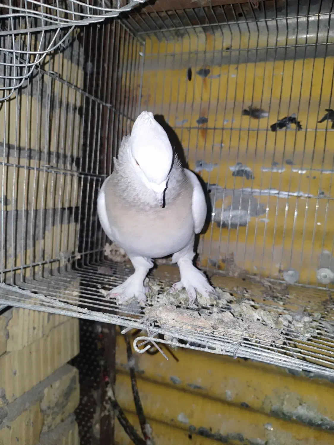 کبوتر|پرنده|مرودشت, ثبت احوال|دیوار