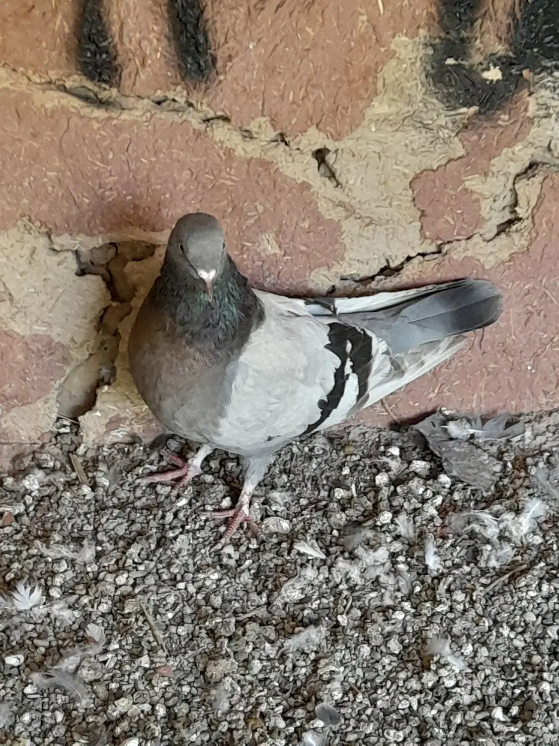 ماده|پرنده|برخوار, |دیوار