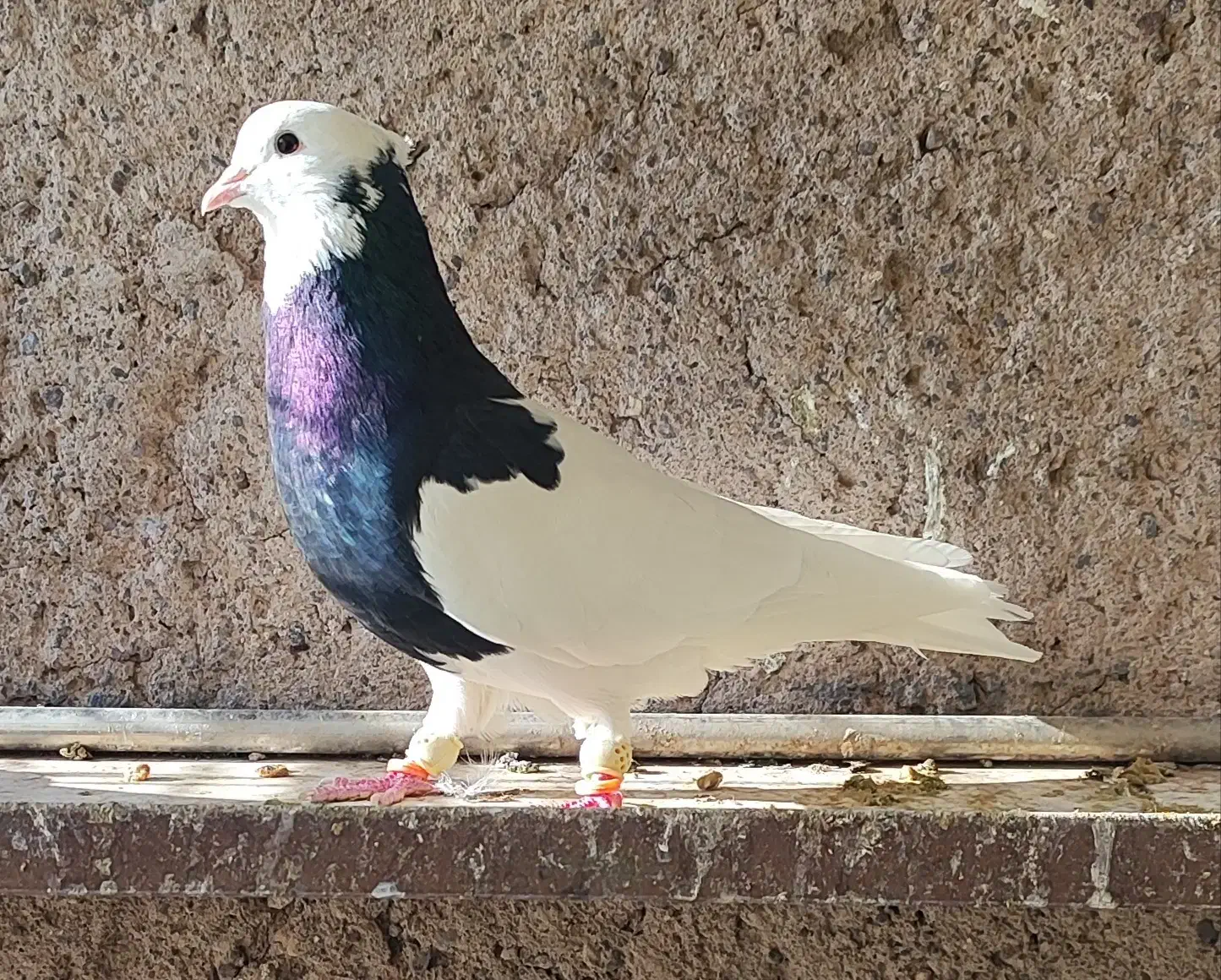 طوقی سیاه نر|پرنده|اقبالیه, |دیوار