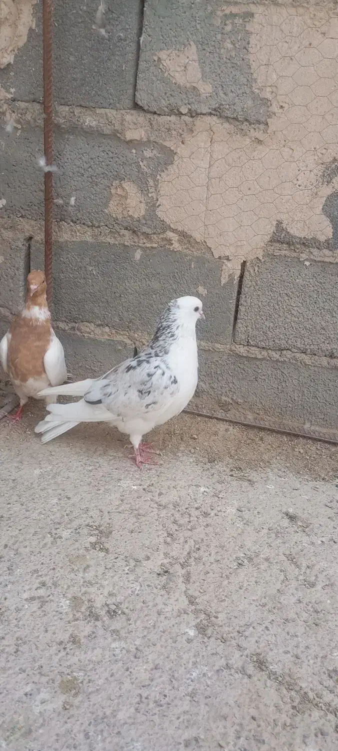 یه چخت 20تایی همه زد و خورد مرتب فروشی دارم|پرنده|شیروان (خراسان), |دیوار