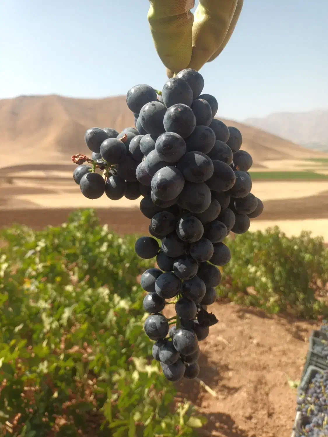 فروش باغ انگور|فروش دفتر صنعتی، کشاورزی، تجاری|پیرانشهر, |دیوار