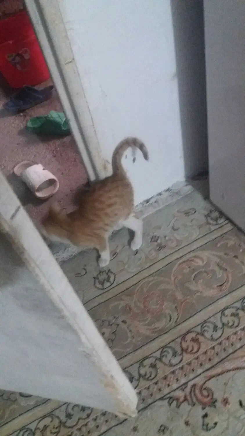 گربهرایگان|گربه|سمنان, |دیوار