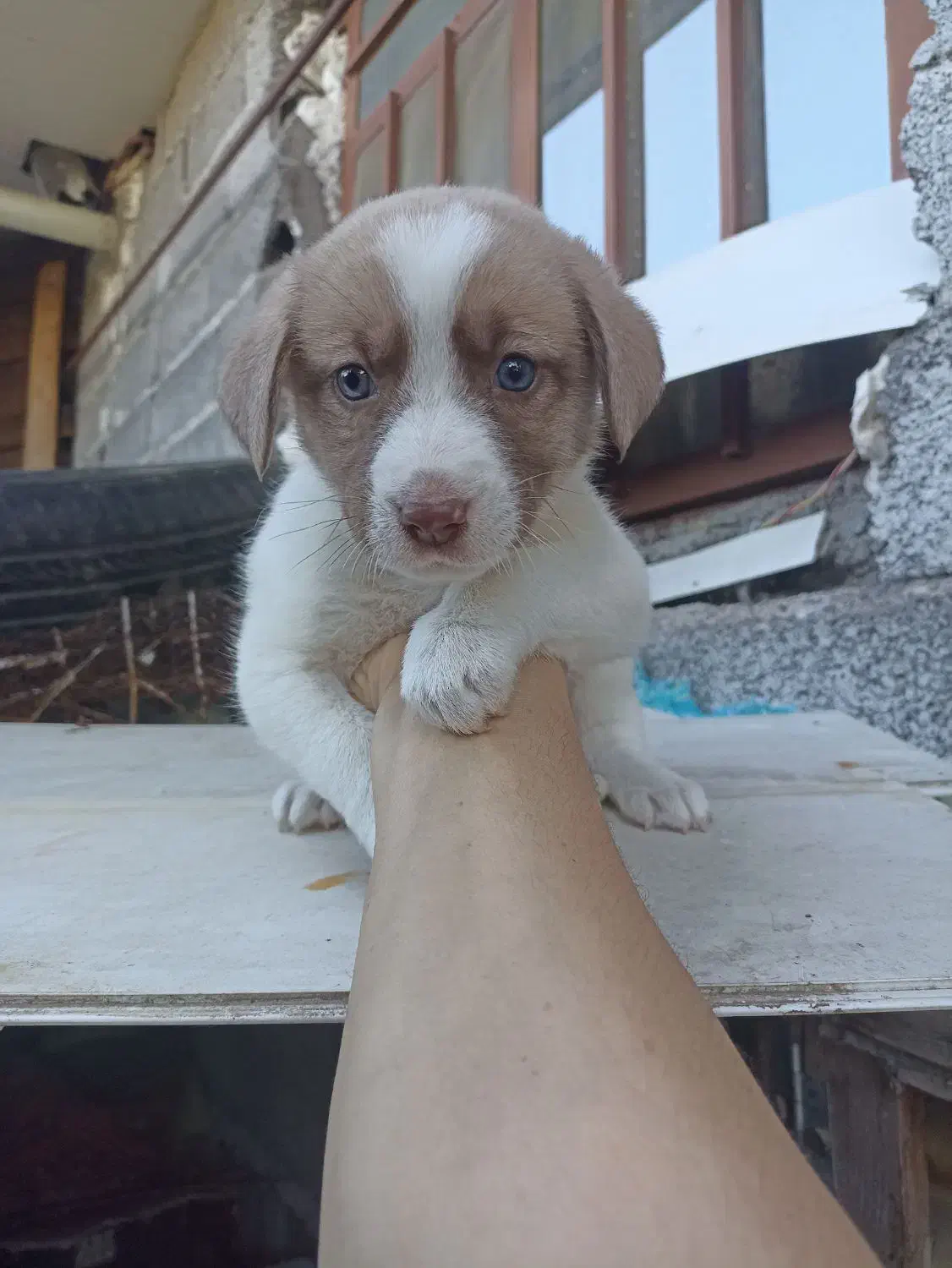 توله دورگه|سگ|کوچصفهان, |دیوار