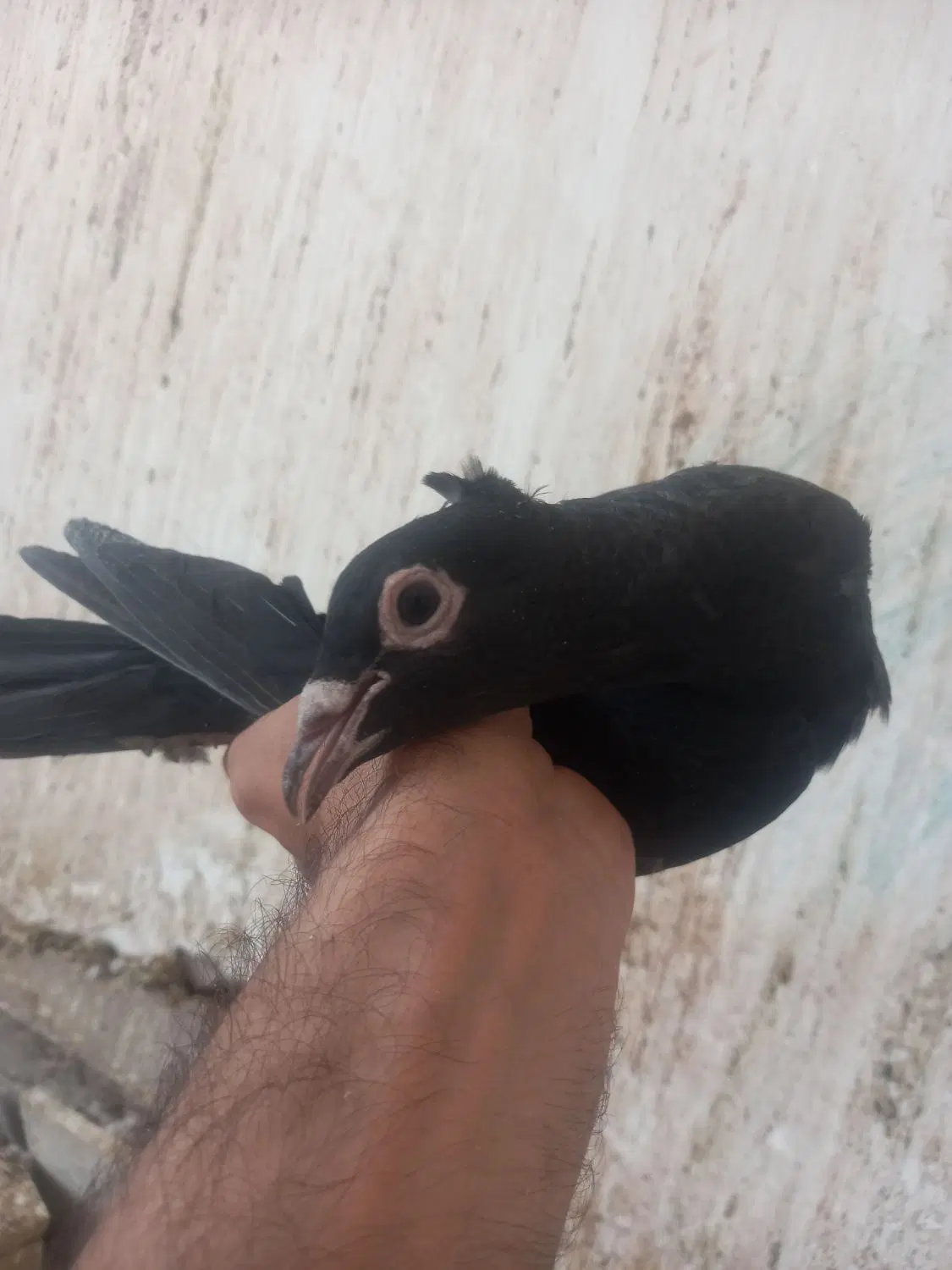 کلاغ|پرنده|رفسنجان, |دیوار