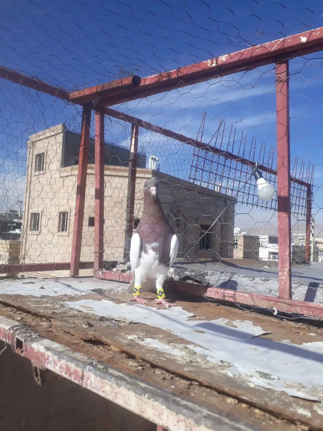 چپ سیاه|پرنده|شیراز, کوشک میدان|دیوار