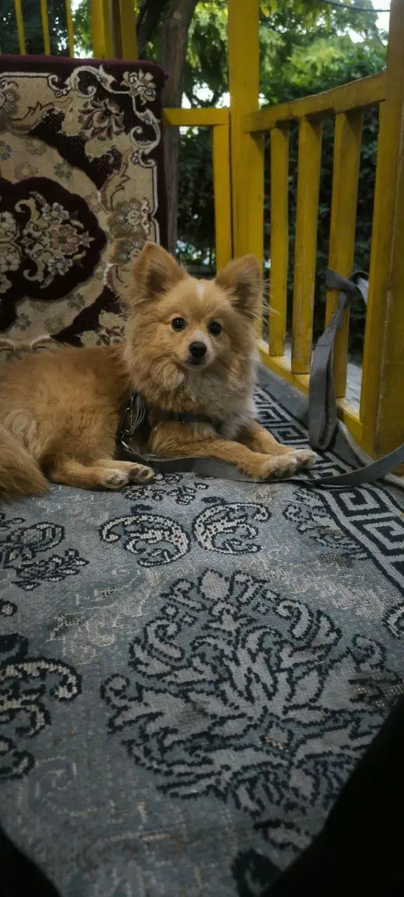 سگ پامر روباهی|سگ|کرمانشاه, |دیوار