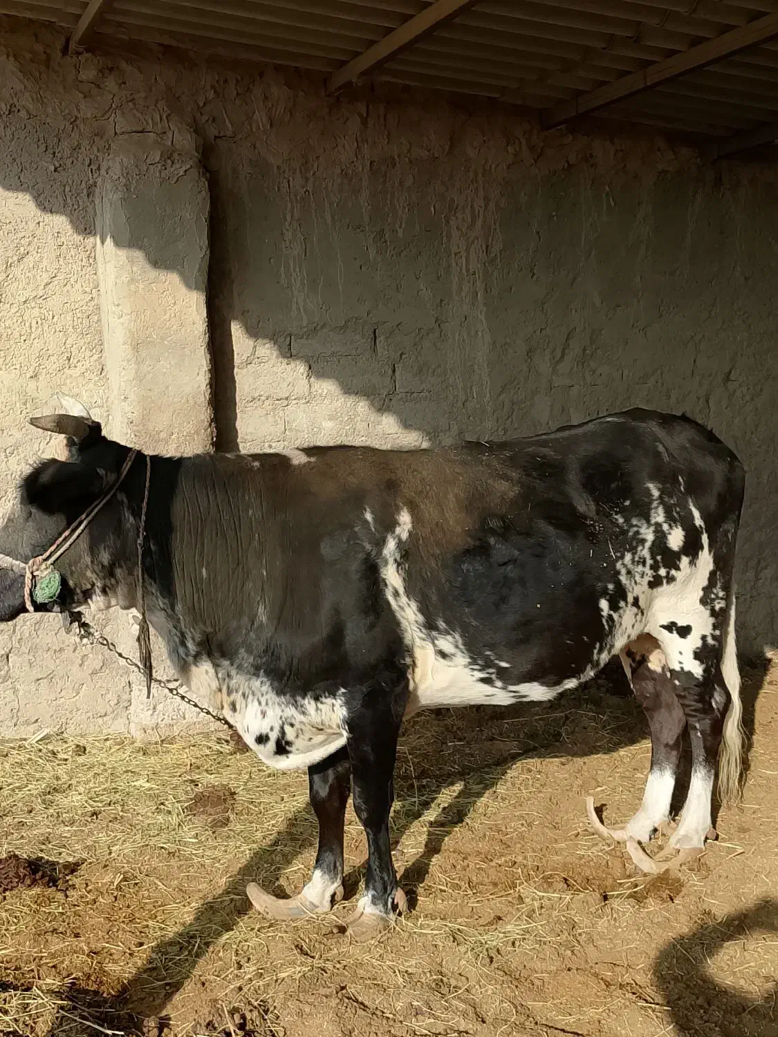 100میلیون|حیوانات مزرعه|هیرمند, |دیوار