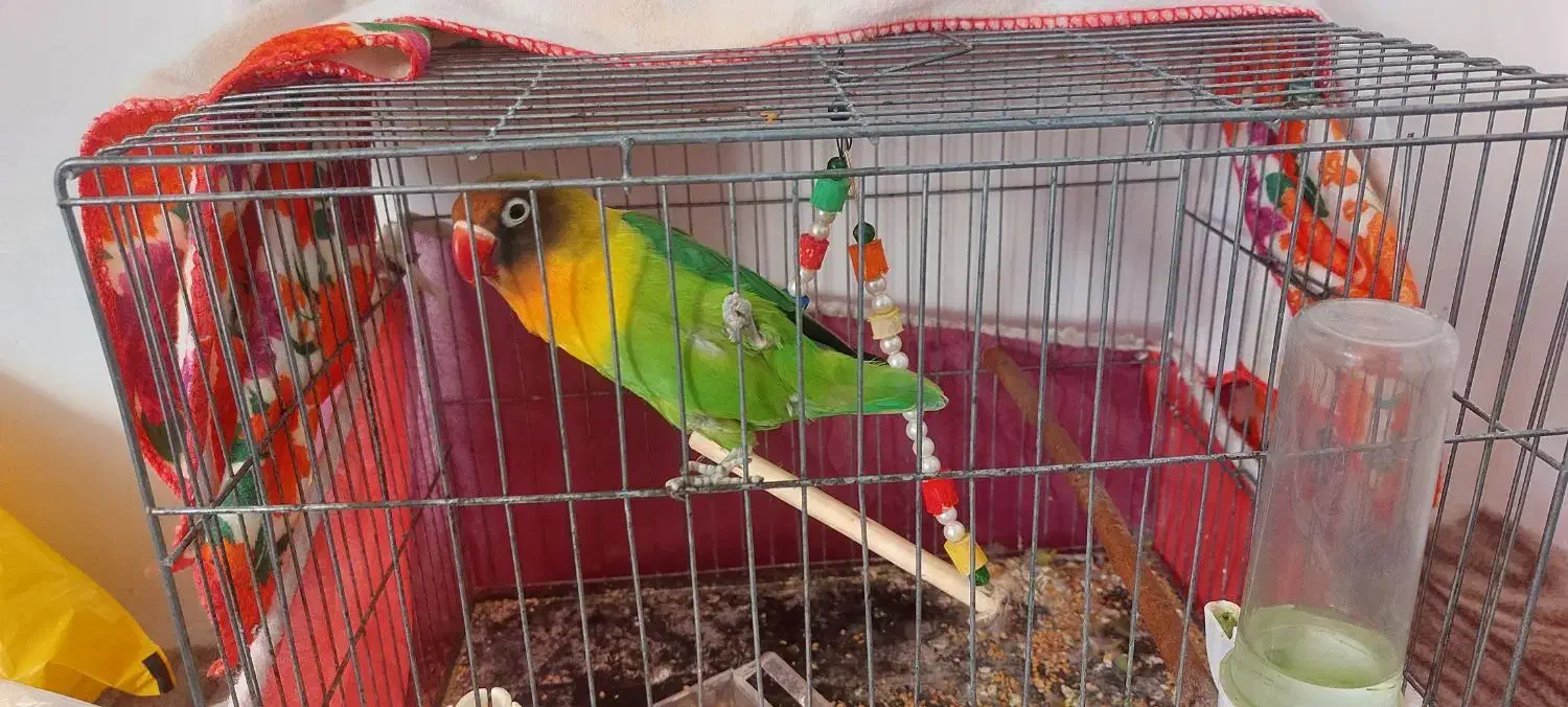 طوطی برزیلی نر|پرنده|اردبیل, |دیوار