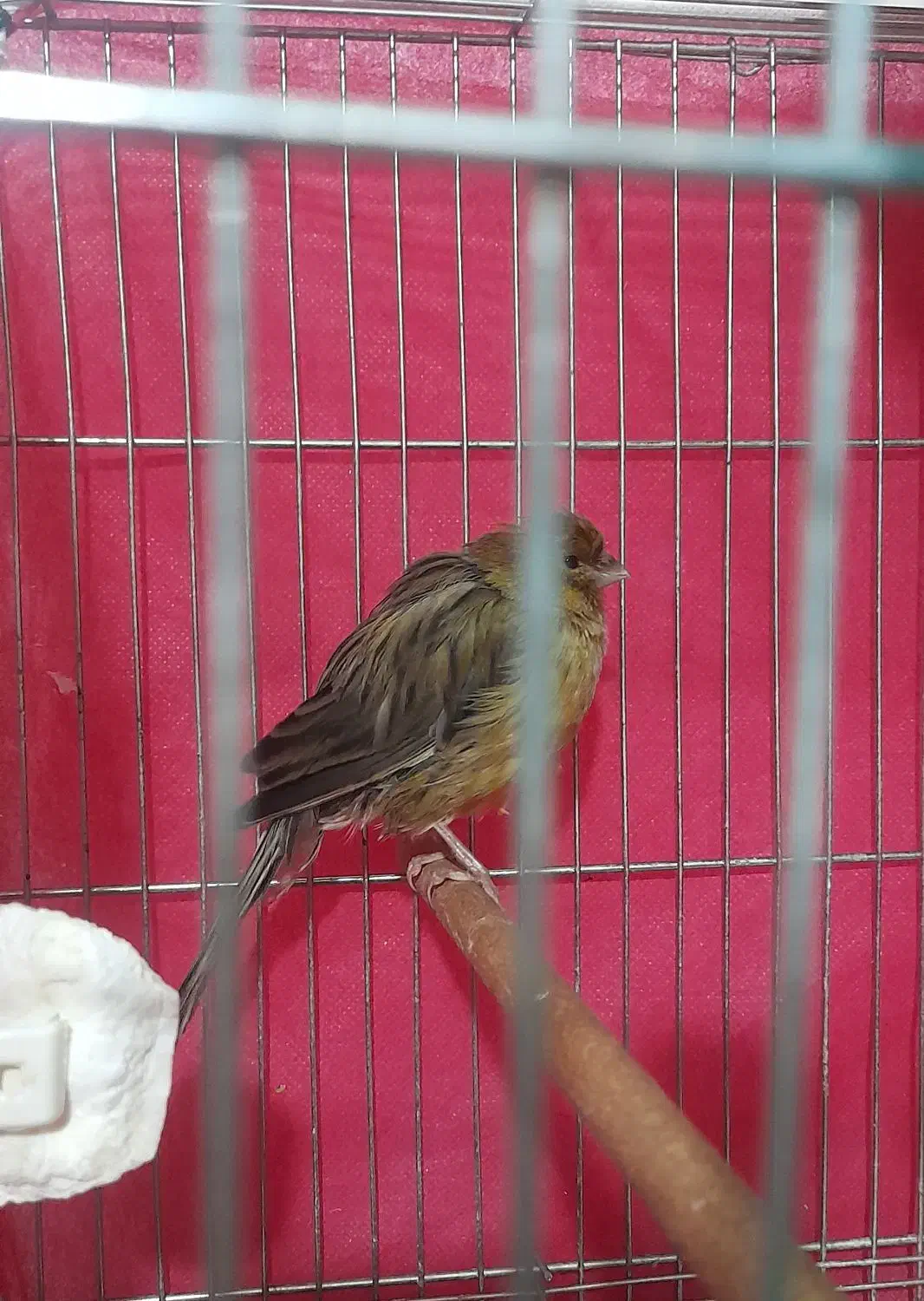 قناری ماده|پرنده|شاهین‌شهر, امیرکبیر|دیوار