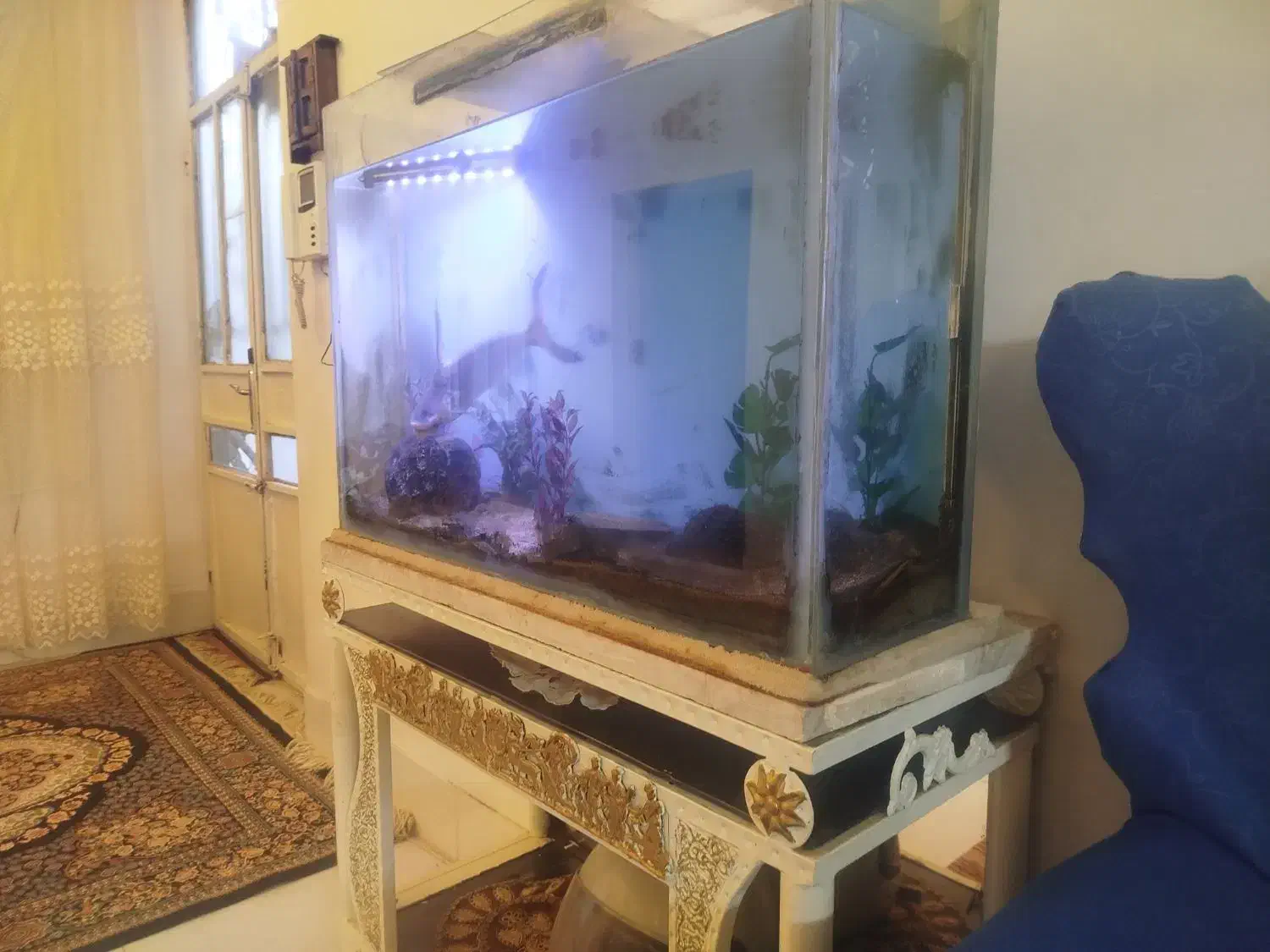 ماهی|ماهی|نیشابور, شهرک رضوی|دیوار