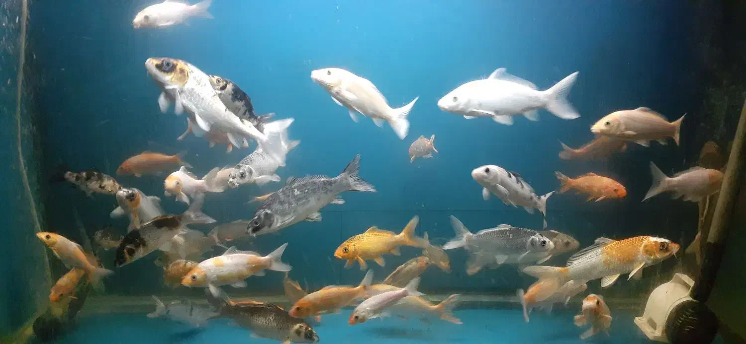 ماهی کوی|ماهی|قزوین, |دیوار